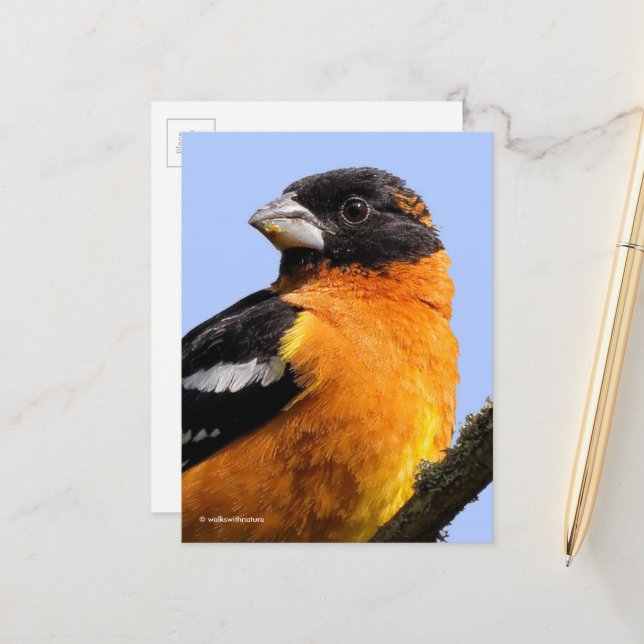 Beautiful Black-Headed Grosbeak Songbird in Tree Postcard (Front/Back In Situ)