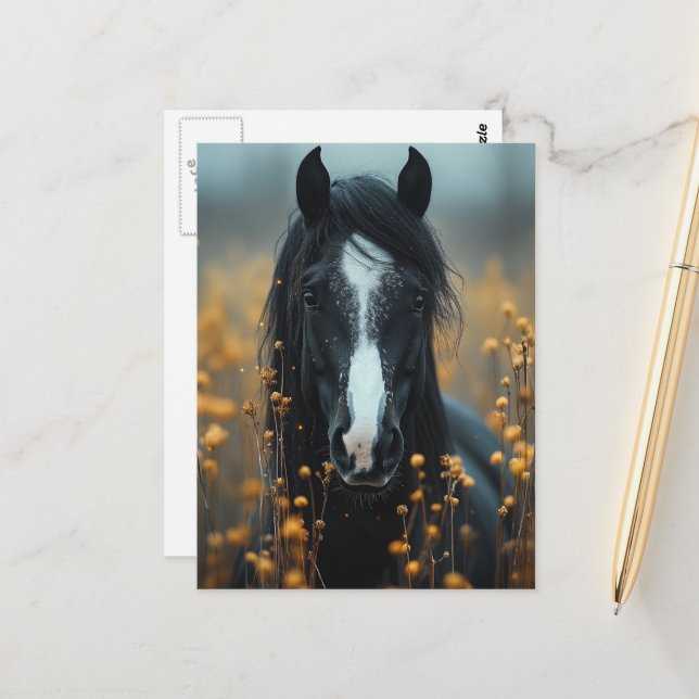 Beautiful Black Horse Postcard (Front/Back In Situ)