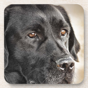 Beautiful Black Labrador Retriever dog design Coaster
