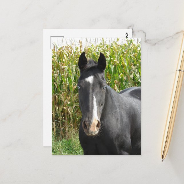 Beautiful Black Mare in Front of Corn Field Postcard (Front/Back In Situ)