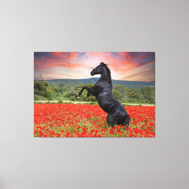 Beautiful Black Stallion Horse  Canvas Print (Front)