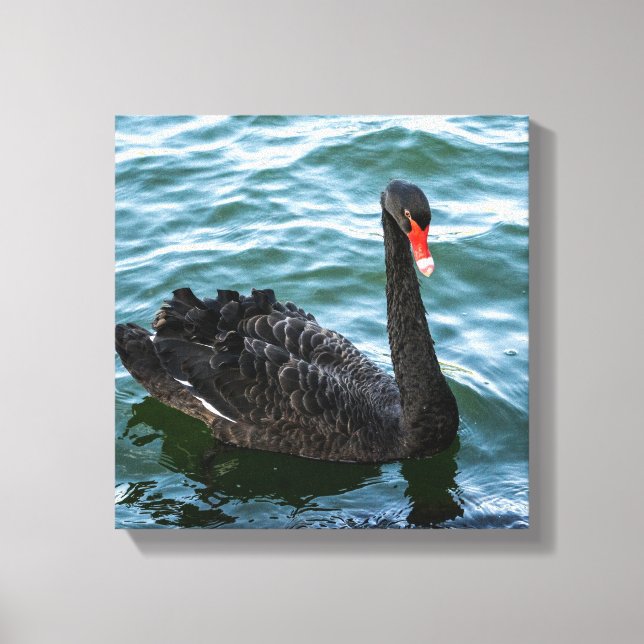 Beautiful Black Swan Canvas Print (Front)