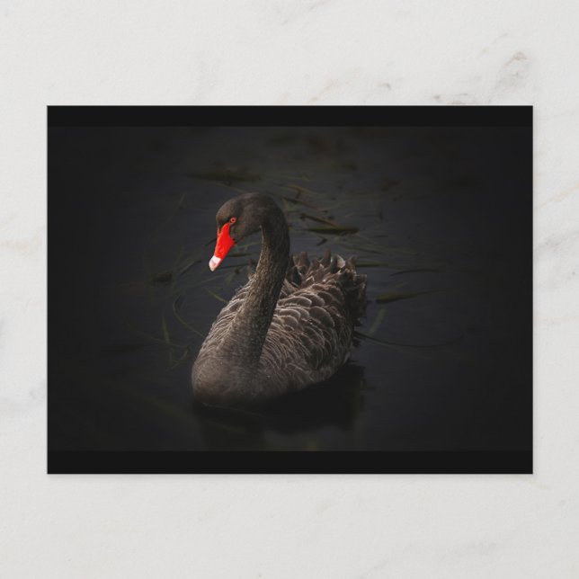 Beautiful Black Swan Swimming on a River Postcard (Front)