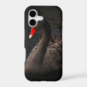 Beautiful Black Swan with a Bright Red Beak