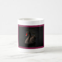 Beautiful Black Swan with a Bright Red Beak