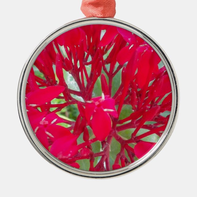 Beautiful Blood Flower Milkweed Art Print/Graphic Metal Ornament (Front)