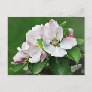 Beautiful Blooming Apple Tree Spring Postcard