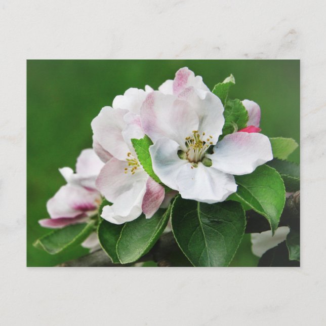 Beautiful Blooming Apple Tree Spring Postcard (Front)