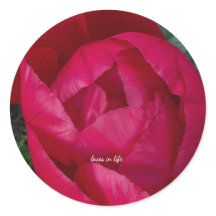 Beautiful Blooming Red Peony