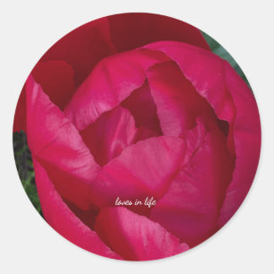 Beautiful Blooming Red Peony  Classic Round Sticker