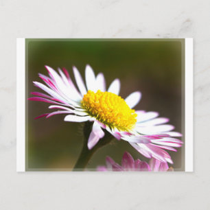 beautiful blossoms  petals romance romantic bridal postcard