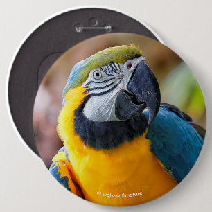 Beautiful Blue and Gold Macaw 6 Inch Round Button
