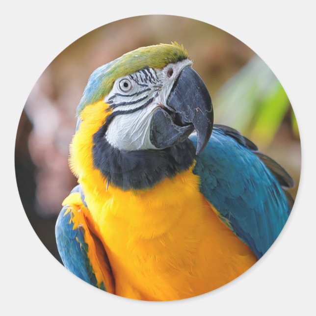 Beautiful Blue and Gold Macaw Classic Round Sticker (Front)