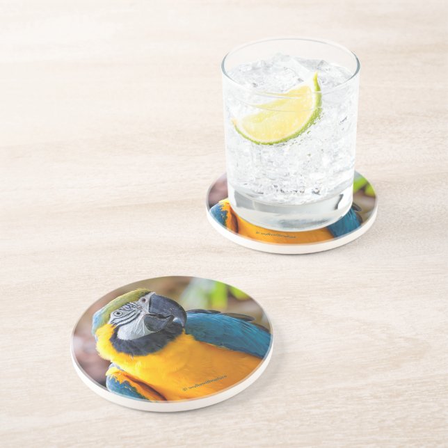 Beautiful Blue and Gold Macaw Parrot Bird Coaster (Side)