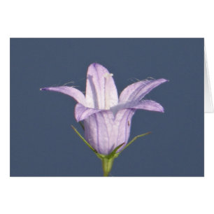 Beautiful blue bell flower