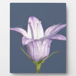Beautiful blue bell flower plaque