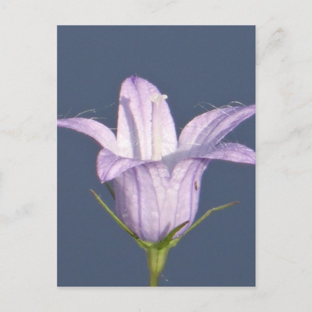 Beautiful blue bell flower postcard (Front)