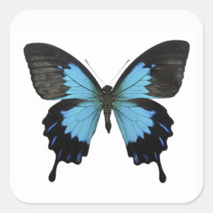 Beautiful Blue Black Butterfly Square Sticker