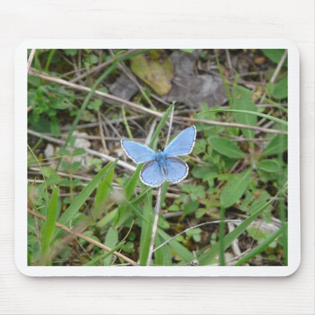 Beautiful Blue Butterfly Mouse Pad (Front)