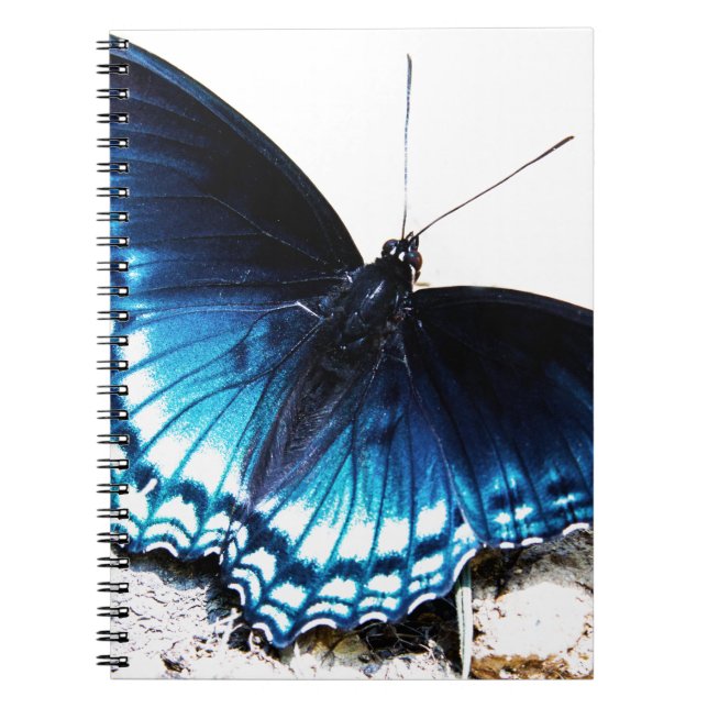 Beautiful Blue Butterfly Notebook (Front)