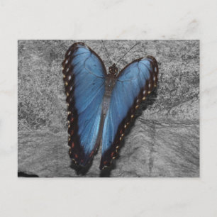 Beautiful Blue Butterfly Postcard