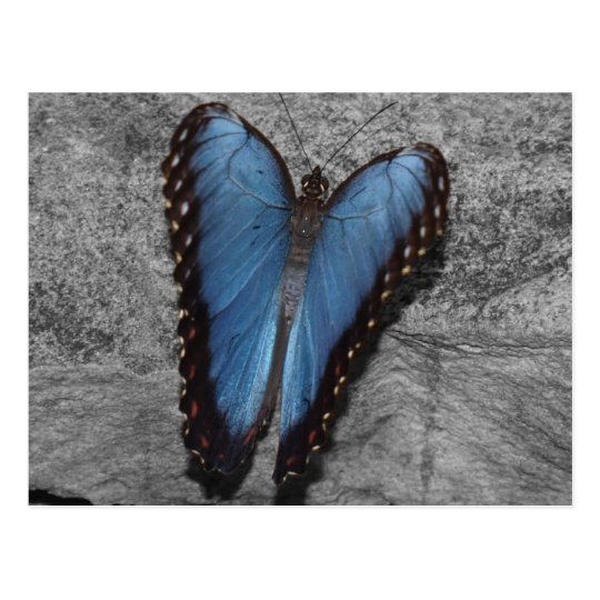 Beautiful Blue Butterfly Postcard