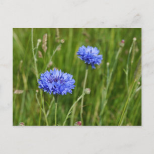 Beautiful Blue Cornflowers meadow flower design Postcard