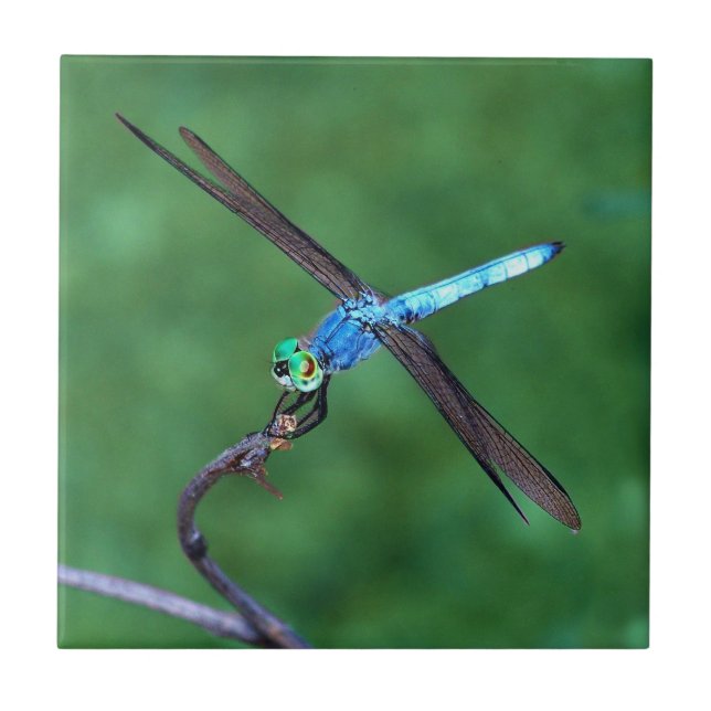 Beautiful Blue Dragonfly Photo design Tile (Front)