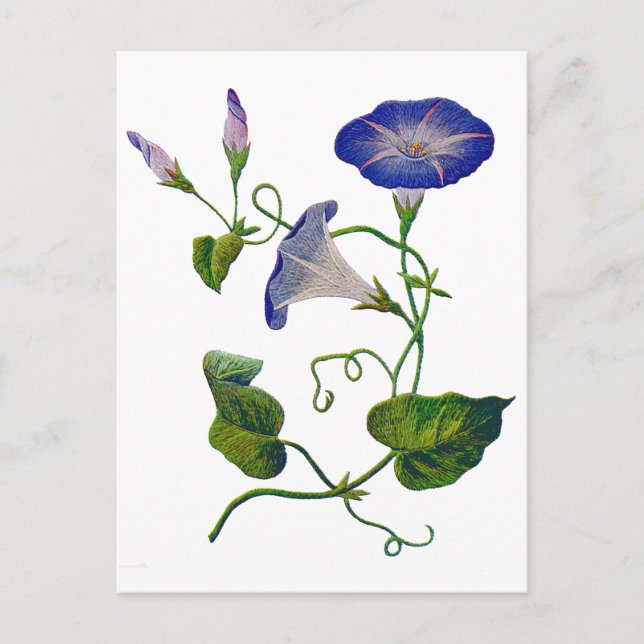 Beautiful Blue Embroidered Morning Glories Postcard (Front)