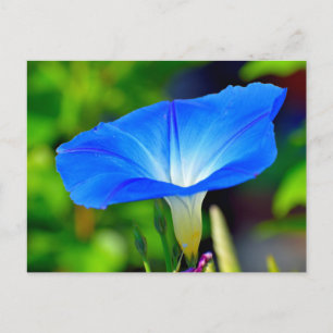 Beautiful blue flower postcard