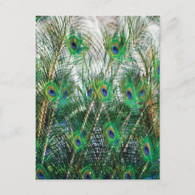 Beautiful blue green gold colours peacock feathers postcard (Front)