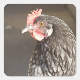 Beautiful Blue Hen Square Sticker