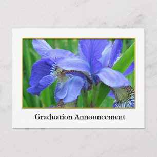 Beautiful blue iris flower graduation announcement postcard