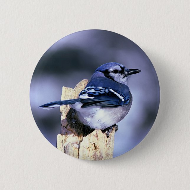 Beautiful Blue Jay 2 Inch Round Button (Front)