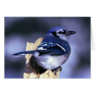 Beautiful Blue Jay bird