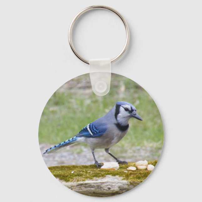 Beautiful Blue Jay bird Keychain (Front)