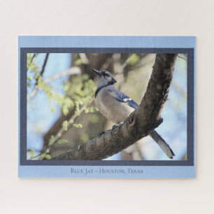 Beautiful Blue Jay; Bird Lover's Jigsaw Puzzle