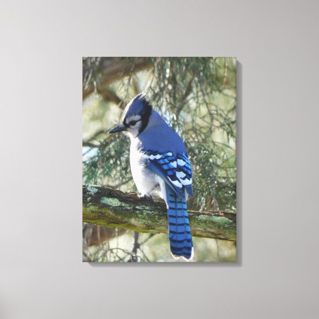 Beautiful Blue Jay Canvas Print (Front)