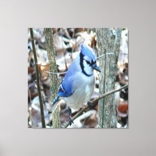 Beautiful Blue Jay Canvas Print