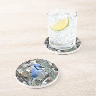 Beautiful Blue Jay Coaster