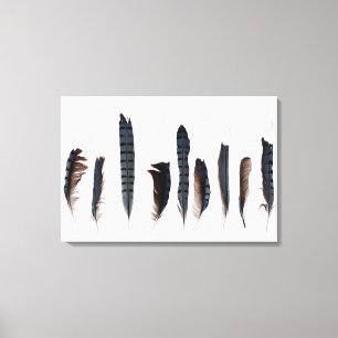 Beautiful Blue Jay Feathers Canvas Print