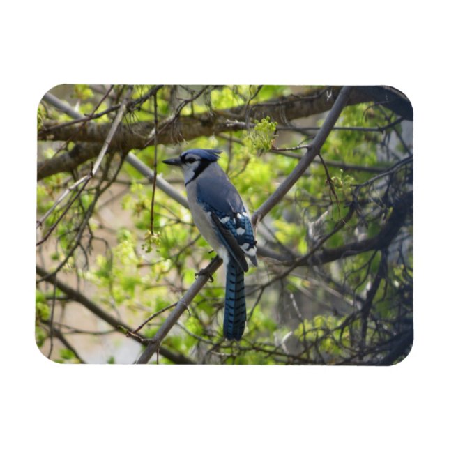 Beautiful Blue Jay Magnet (Horizontal)