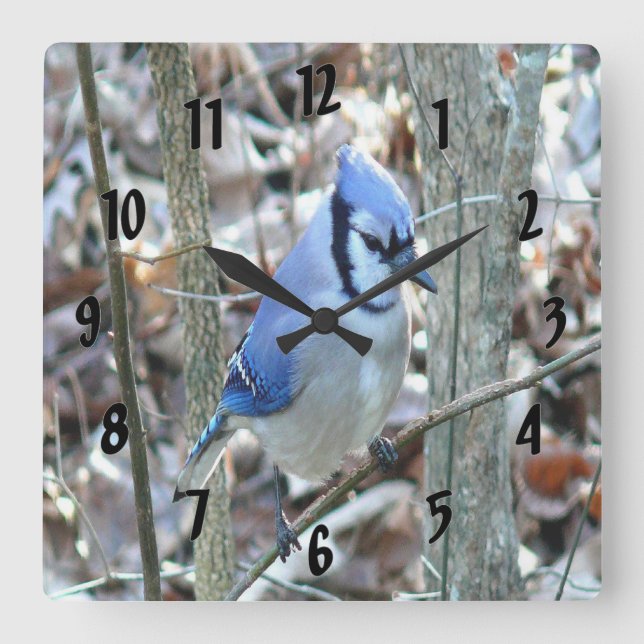 Beautiful Blue Jay Square Wall Clock (Front)