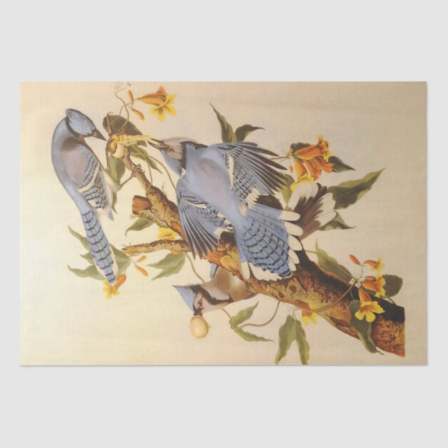 Beautiful Blue Jays decoupage furniture Tissue Paper (Front)