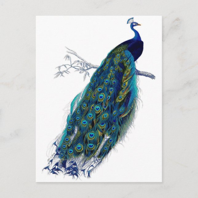 Beautiful Blue Peacock Nature Bird Tail Feathers Announcement Postcard (Front)