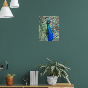 Beautiful Blue Peacock Photographic Poster