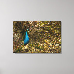 Beautiful Blue Peacock with Open Tail Feathers Canvas Print