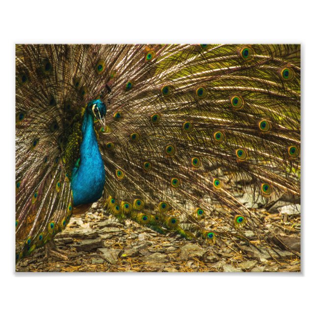 Beautiful Blue Peacock with Open Tail Feathers Photo Print (Front)
