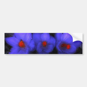 Beautiful Blue Purple Crocus Blooms Bumper Sticker