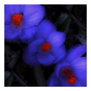 Beautiful Blue Purple Crocus Blooms Poster